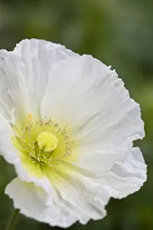 Images Dated 31st March 2007: USA, Georgia, Pine Mountain. A closeup of a poppy blossom