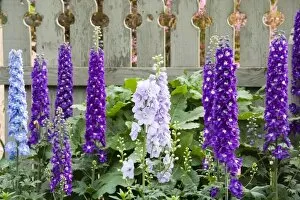 USA, Georgia, Pine Mountain. Delphiniums blooming against the fence in a flower garden
