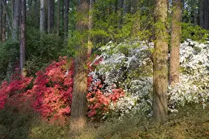 Images Dated 29th March 2007: USA, Georgia, Pine Mountain. Evening glow in an azalea forest