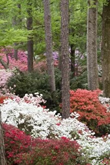 USA, Georgia, Pine Mountain. A forest of azaleas and rhododendrons
