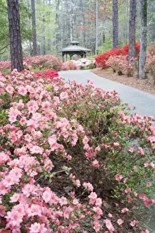 Images Dated 30th March 2007: USA, Georgia, Pine Mountain. A gazebo amongst a garden of azaleas in springtime