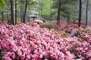 USA, Georgia, Pine Mountain. A gazebo amongst a garden of azaleas in springtime