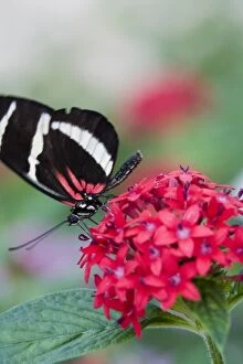 USA, Georgia, Pine Mountain. Pink Cattle Heart butterfly