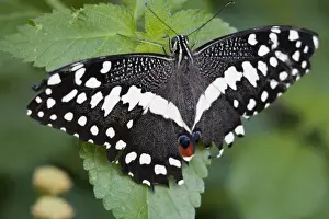 Images Dated 29th March 2007: USA, Georgia, Pine Mountain. A swallowtail butterfly