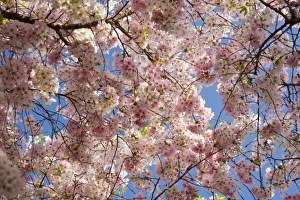 Images Dated 29th March 2007: USA, Georgia, Pine Mountain. A tree full of blossoms