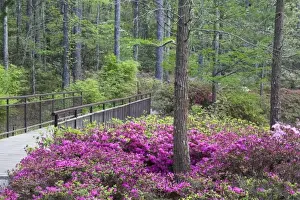 USA, Georgia, Pine Mountain. A walkway through an azalea garden