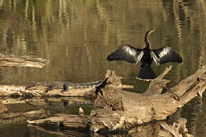 Images Dated 9th July 2021: USA, Georgia, Riceboro. Alligator and anhinga sunning on log