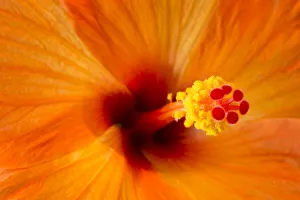 Mallow Prints: USA, Georgia, Savannah. Abstract of Hibiscus