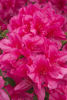 Joanne Wells Prints: USA, Georgia, Savannah. Azaleas in bloom