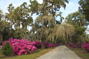 Moss Gallery: USA, Georgia, Savannah. Azaleas in bloom along drive at Bonaventure Cemetery