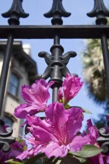 USA, Georgia, Savannah. Azaleas blooming through wrought iron gate