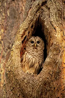 Savannah Prints: USA, Georgia, Savannah Barred owl in nest of oak tree
