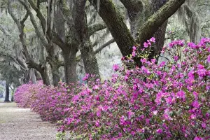 Images Dated 22nd March 2007: USA, Georgia, Savannah. Bonaventure Cemetery with Azaleas blooming in Savannah Georgia