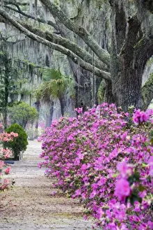 Images Dated 22nd March 2007: USA, Georgia, Savannah. Bonaventure Cemetery with Azaleas blooming in Savannah Georgia