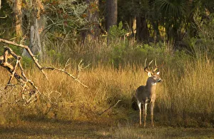 Hardwood Prints: USA, Georgia, Savannah. Buck in the hardwood forest at Skidaway Island Sate Park