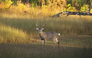 Buck Prints: USA, Georgia, Savannah. Buck in the marsh at Skidaway Island