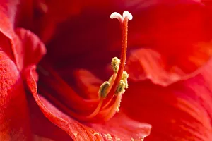 Images Dated 2021 July: USA, Georgia, Savannah. Center of red amaryllis