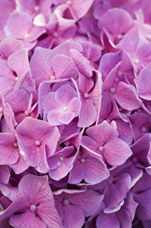 Bunch Prints: USA, Georgia, Savannah. Close up of hydrangea bloom