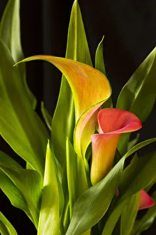 USA, Georgia, Savannah. Close-up of cala lily