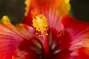 Savanna Prints: USA, Georgia, Savannah. Close-up of a hibiscus