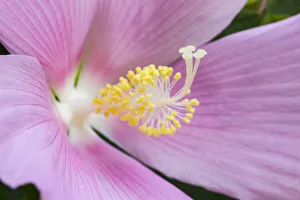 USA, Georgia, Savannah. Close-up of hibiscus flower