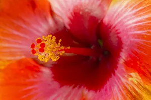 Savanna Prints: USA, Georgia, Savannah. Close-up of hibiscus in the spring
