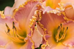 USA; Georgia; Savannah; Daylilies with ruffled edges
