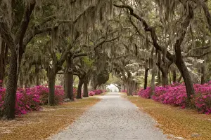 USA; Georgia; Savannah; Drive in Historic Bonaventure Cemetery in the spring