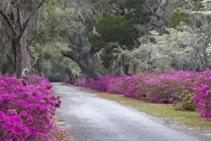 USA, Georgia, Savannah, Drive in Historic Bonaventure Cemetery in the spring