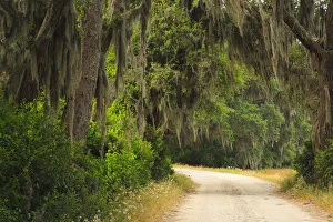 Joanne Wells Prints: USA, Georgia, Savannah. Drive at the Savannah National Wildlife Refuge