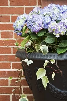 USA, Georgia, Savannah. Flower pot with hydrangeas