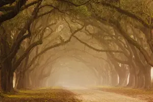 Drive Prints: USA; Georgia; Savannah; Fog and Oak trees along drive at Wormsloe Plantation
