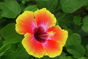 Stamen Prints: USA, Georgia, Savannah. Hibiscus in bloom