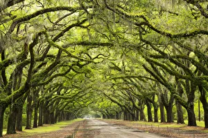 Joanne Wells Prints: USA, Georgia, Savannah. Historic Wormsloe Plantation mile long drive