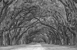 USA, Georgia, Savannah. Historic Wormsloe Plantation moss covered oaks mile long drive