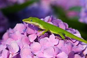 Images Dated 17th June 2006: USA; Georgia; Savannah; Lizard on hydrangea