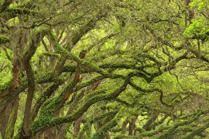 Savannah Prints: USA, Georgia, Savannah. Oak limbs with resurrection ferns along drive at Wormsloe Plantation