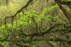 Georgia Prints: USA, Georgia, Savannah. Oak limbs with resurrection ferns along drive at Wormsloe Plantation