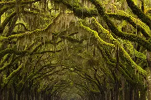 Images Dated 13th July 2014: USA; Georgia; Savannah; Oak lined drive at Historic Wormsloe Plantation