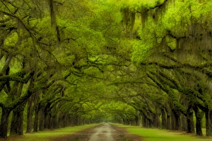 Drive Prints: USA; Georgia; Savannah; Oak lined drive at Historic Wormsloe Plantation