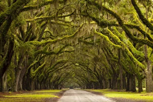 Moss Gallery: USA; Georgia; Savannah; Oak lined drive at Wormsloe Plantation
