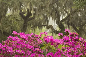 Joanne Wells Prints: USA, Georgia, Savannah. Oak trees and azaleas at Bonaventure Cemetery in the spring