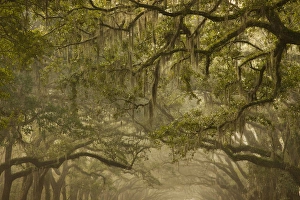 Images Dated 9th June 2010: USA; Georgia; Savannah; Oak trees in the fall