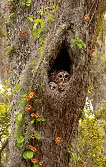Moss Gallery: USA, Georgia, Savannah. Owl and baby at nest in oak tree with trumpet vine blooming