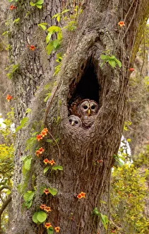 Moss Prints: USA, Georgia, Savannah. Owl and baby at nest in oak tree with trumpet vine blooming