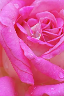 Drop Prints: USA, Georgia, Savannah. Pink rose with water drops