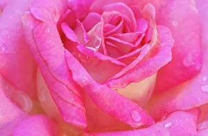Images Dated 12th April 2022: USA, Georgia, Savannah. Pink rose with water drops