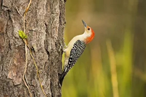 Hardwood Prints: USA, Georgia, Savannah. Red -bellied woodpecker on pine tree