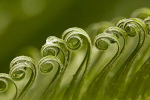 Curl Prints: USA, Georgia, Savannah. Sago palm new growth