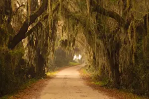Drive Prints: USA; Georgia; Savannah; Savannah Wildlfe Refuge; Moss draped oaks along drive
